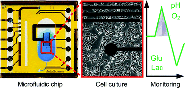 Graphical abstract: Cell culture monitoring for drug screening and cancer research: a transparent, microfluidic, multi-sensor microsystem