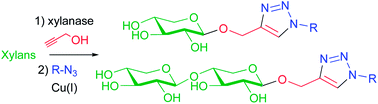 Graphical abstract: Chemoenzymatic synthesis of “click” xylosides and xylobiosides from lignocellulosic biomass