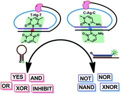 Graphical abstract: Metal ions triggered ligase activity for rolling circle amplification and its application in molecular logic gate operations