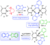 Graphical abstract: Isomeric and chemical consequences of the direct magnesiation of 1,3-benzoazoles using β-diketiminate-stabilized magnesium bases