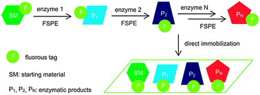 Graphical abstract: Fluorous enzymatic synthesis of phosphatidylinositides