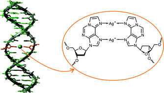 Graphical abstract: Unprecedented dinuclear silver(i)-mediated base pair involving the DNA lesion 1,N6-ethenoadenine