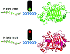 Graphical abstract: Ionic liquid induced inactivation of cellobiohydrolase I from Trichoderma reesei