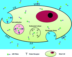 Graphical abstract: Folic acid-functionalized AIE Pdots based on amphiphilic PCL-b-PEG for targeted cell imaging