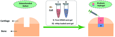 Graphical abstract: A new injectable biphasic hydrogel based on partially hydrolyzed polyacrylamide and nanohydroxyapatite as scaffold for osteochondral regeneration