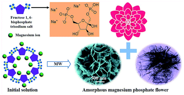 Graphical abstract: Amorphous magnesium phosphate flower-like hierarchical nanostructures: microwave-assisted rapid synthesis using fructose 1,6-bisphosphate trisodium salt as an organic phosphorus source and application in protein adsorption