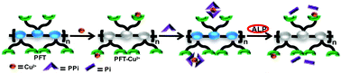 Graphical abstract: An anionic conjugated polymer as a multi-action sensor for the sensitive detection of Cu2+ and PPi, real-time ALP assaying and cell imaging