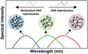 Graphical abstract: Label-free detection of missense mutations and methylation differences in the p53 gene using optically diffracting hydrogels
