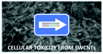 Graphical abstract: Toward the suppression of cellular toxicity from single-walled carbon nanotubes