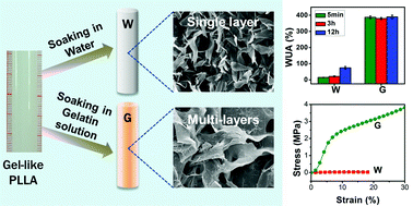 Graphical abstract: A convenient process to fabricate gelatin modified porous PLLA materials with high hydrophilicity and strength