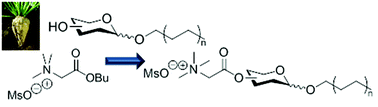 Graphical abstract: Efficient solvent-free cationization of alkylpolyglycoside based surfactant compositions using natural glycine betaine