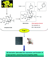Graphical abstract: Novel ginkgolide B derivative attenuated the function and expression of P-glycoprotein at the blood–brain barrier, presenting brain-targeting ability