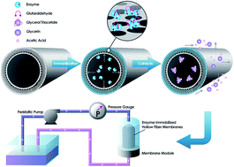 Graphical abstract: High-performance enzymatic membrane bioreactor based on a radial gradient of pores in a PSF membrane via facile enzyme immobilization