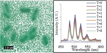 Graphical abstract: Fluorescence spectroscopy and microscopy as tools for monitoring redox transformations of uranium in biological systems