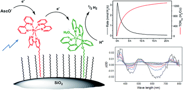 Graphical abstract: Photocatalytic proton reduction with ruthenium and cobalt complexes immobilized on fumed reversed-phase silica