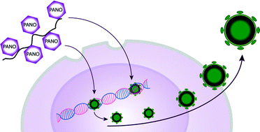 Graphical abstract: HIV anti-latency treatment mediated by macromolecular prodrugs of histone deacetylase inhibitor, panobinostat