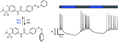 Graphical abstract: Optical control of neuronal activity using a light-operated GIRK channel opener (LOGO)