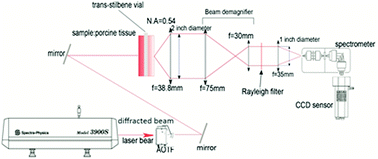 Graphical abstract: Exploring the effect of laser excitation wavelength on signal recovery with deep tissue transmission Raman spectroscopy