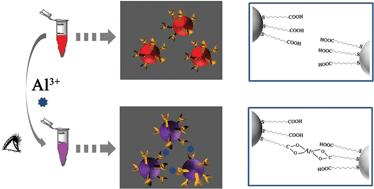 Graphical abstract: A colorimetric probe for the detection of aluminum ions based on 11-mercaptoundecanoic acid functionalized gold nanoparticles