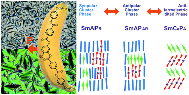 Graphical abstract: Emergence of polar order and tilt in terephthalate based bent-core liquid crystals