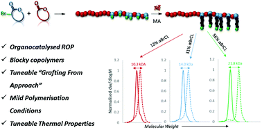 Graphical abstract: Synthesis of degradable poly(ε-caprolactone)-based graft copolymers via a “grafting-from” approach