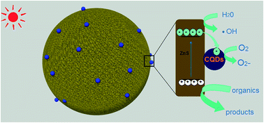 Graphical abstract: Dandelion-like ZnS/carbon quantum dots hybrid materials with enhanced photocatalytic activity toward organic pollutants