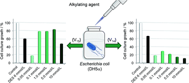 Graphical abstract: Chemoprotective activity of mixed valence polyoxovanadates against diethylsulphate in E. coli cultures: insights from solution speciation studies