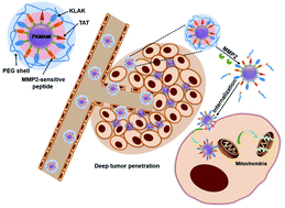 Graphical abstract: Enzyme-sensitive cytotoxic peptide–dendrimer conjugates enhance cell apoptosis and deep tumor penetration