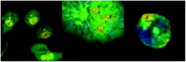 Graphical abstract: Intracellular temperature measurements with fluorescent polymeric thermometers