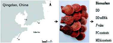 Graphical abstract: Multi-biomarker approach in the scallop Chlamys farreri to assess PAHs pollution in Qingdao coastal areas of China
