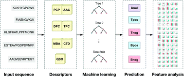 Graphical abstract: Computational study on the origin of the cancer immunotherapeutic potential of B and T cell epitope peptides