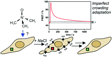 Graphical abstract: Imperfect crowding adaptation of mammalian cells towards osmotic stress and its modulation by osmolytes