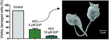 Graphical abstract: Photodynamic effect of zinc porphyrin on the promastigote and amastigote forms of Leishmania braziliensis