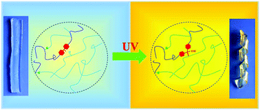 Graphical abstract: Inspired by elastomers: fabrication of hydrogels with tunable properties and re-shaping ability via photo-crosslinking at a macromolecular level