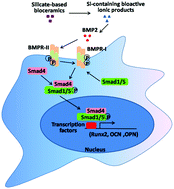 Graphical abstract: Silicate-based bioceramics regulating osteoblast differentiation through a BMP2 signalling pathway