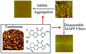 Graphical abstract: Tanshinones inhibit hIAPP aggregation, disaggregate preformed hIAPP fibrils, and protect cultured cells