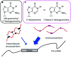 Graphical abstract: Enhancement of exon skipping activity by reduction in the secondary structure content of LNA-based splice-switching oligonucleotides