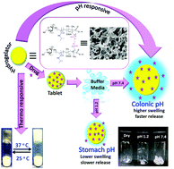 Graphical abstract: β-Cyclodextrin based pH and thermo-responsive biopolymeric hydrogel as a dual drug carrier