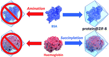 Graphical abstract: Protein surface functionalisation as a general strategy for facilitating biomimetic mineralisation of ZIF-8