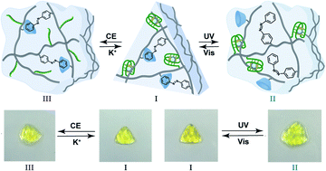 Graphical abstract: Shape-memory and self-healing functions of DNA-based carboxymethyl cellulose hydrogels driven by chemical or light triggers