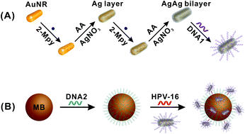 Graphical abstract: Ultrasensitive SERS detection of specific oligonucleotides based on Au@AgAg bimetallic nanorods