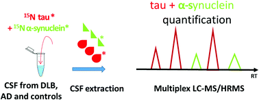 Graphical abstract: Simultaneous quantification of tau and α-synuclein in cerebrospinal fluid by high-resolution mass spectrometry for differentiation of Lewy Body Dementia from Alzheimer's Disease and controls