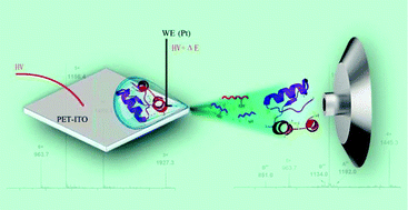 Graphical abstract: Real-time monitoring of electroreduction and labelling of disulfide-bonded peptides and proteins by mass spectrometry