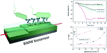 Graphical abstract: Label-free detection of nosocomial bacteria using a nanophotonic interferometric biosensor