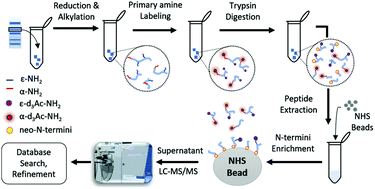 Graphical abstract: An SDS-PAGE based proteomic approach for N-terminome profiling