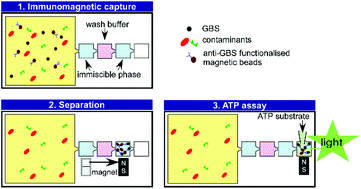 Graphical abstract: Rapid detection of Group B Streptococcus (GBS) from artificial urine samples based on IFAST and ATP bioluminescence assay: from development to practical challenges during protocol testing in Kenya
