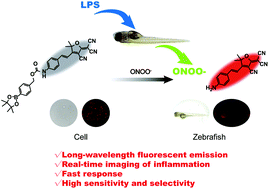 Graphical abstract: A new long-wavelength fluorescent probe for tracking peroxynitrite in live cells and inflammatory sites of zebrafish