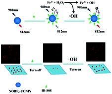 Graphical abstract: A single-particle enumeration method for the detection of Fe2+ based on a near-infrared core–shell upconversion nanoparticle and IR-808 dye composite nanoprobe