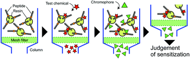 Graphical abstract: Development of a chromophore-solid phase peptide reaction assay (C-SPRA) for assessing skin sensitization in vitro