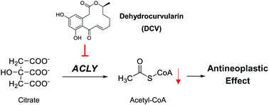 Graphical abstract: Dehydrocurvularin is a potent antineoplastic agent irreversibly blocking ATP-citrate lyase: evidence from chemoproteomics